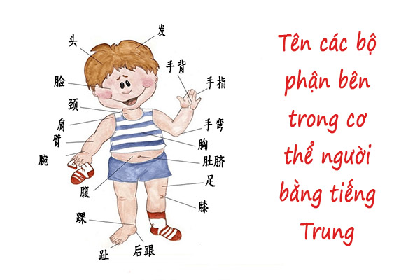 Cơ thể tiếng Trung là gì