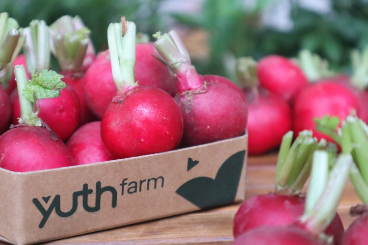 Củ cải đỏ tiếng Anh