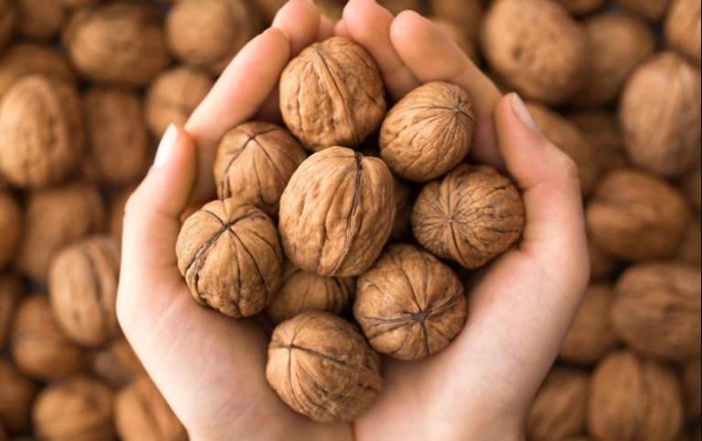 Hạt óc chó tiếng Anh