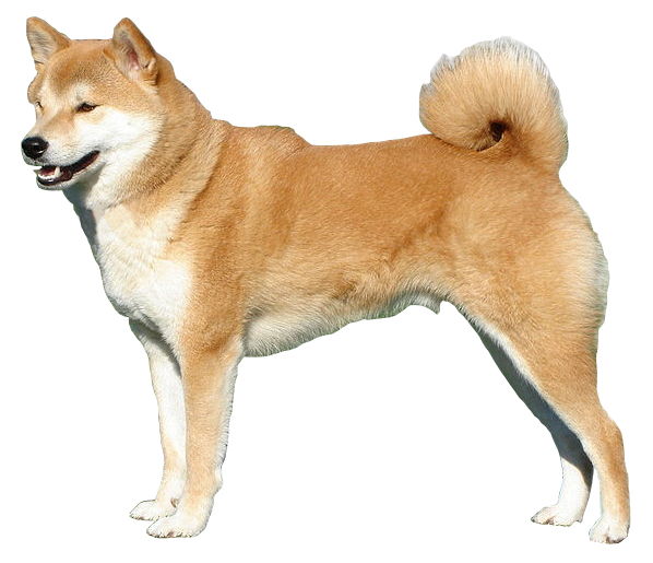 Inu tiếng Nhật là gì