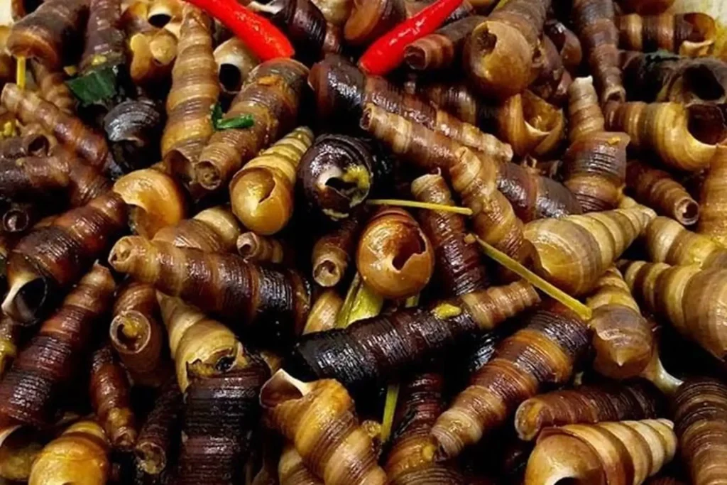 Ốc len tiếng Anh là gì