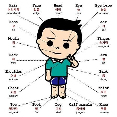 Từ vựng tiếng Hàn về các bộ phận cơ thể con người