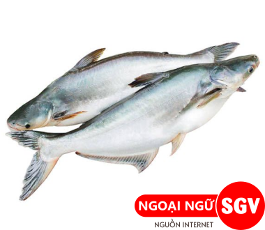 Cá basa tiếng Anh là gì