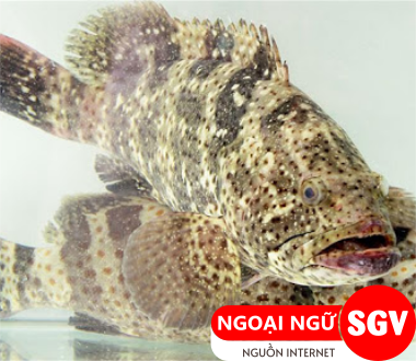 Cá mú tiếng Nhật là gì