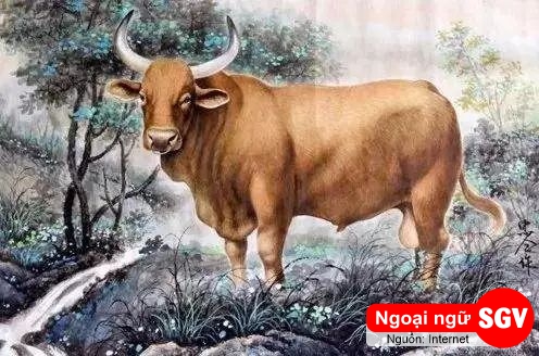 Con Bò tiếng trung là gì
