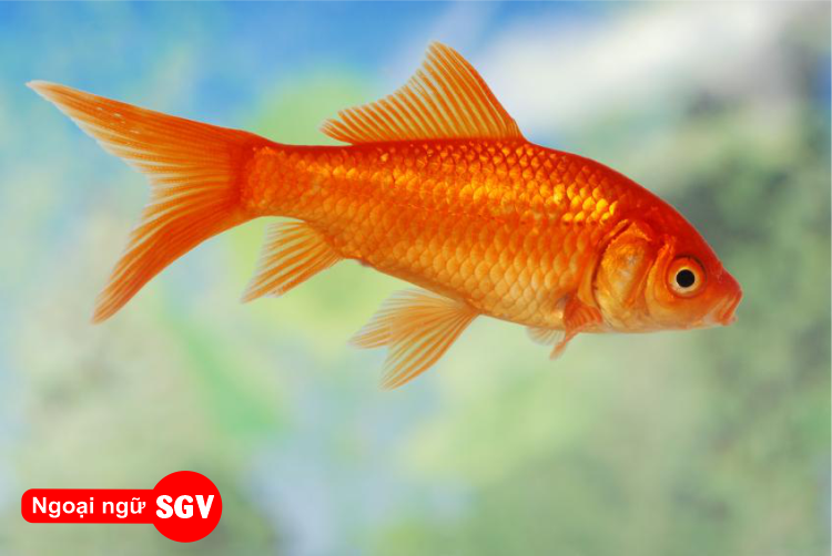 Con cá trong tiếng Trung là gì