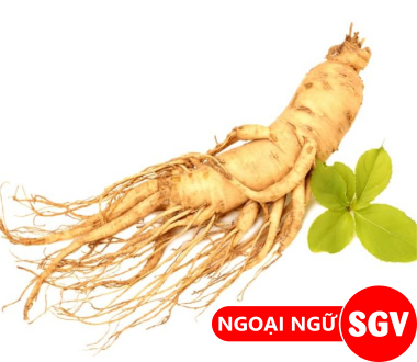 Nhân sâm tiếng Hàn là gì