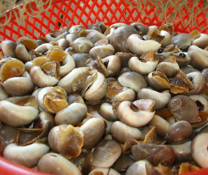 Ốc mỡ tiếng Anh là gì