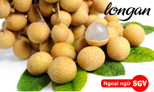 Quả nhãn tiếng Anh là gì