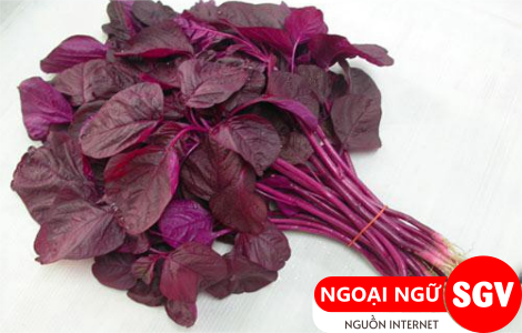 Rau dền tiếng Anh