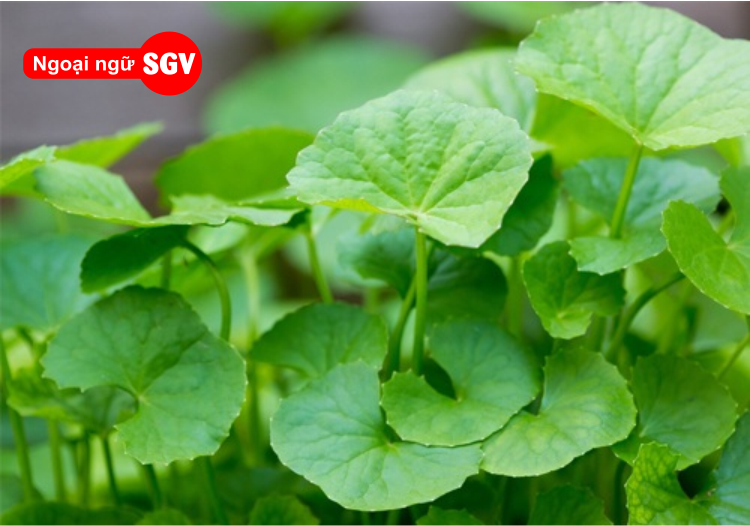 Rau má trong tiếng Trung là gì