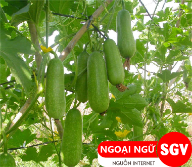 Trái bầu tiếng Anh là gì