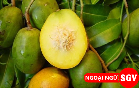 Trái cóc tiếng Anh là gì