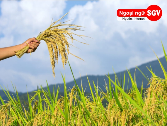 Trồng lúa tiếng Nhật là gì