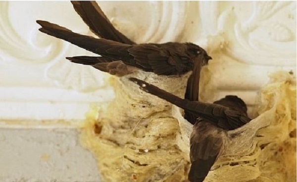 Tổ trong tiếng Anh là gì