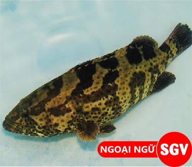 Cá mú tiếng Hàn là gì
