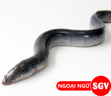 Con lươn tiếng Anh là gì