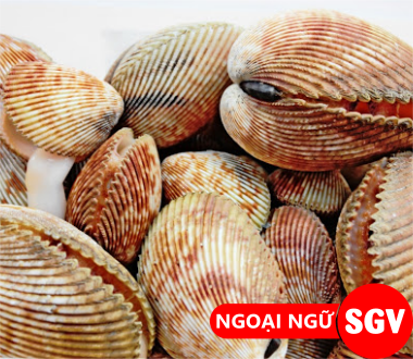 Sò dương tiếng Anh là gì